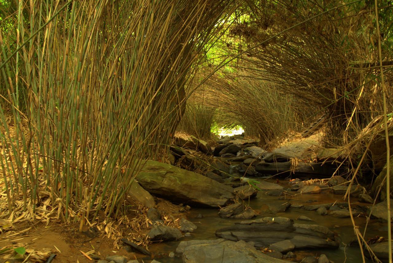 Vaduvanchal Bamboo Creek Resort מראה חיצוני תמונה